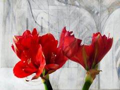 Rote Amaryllis