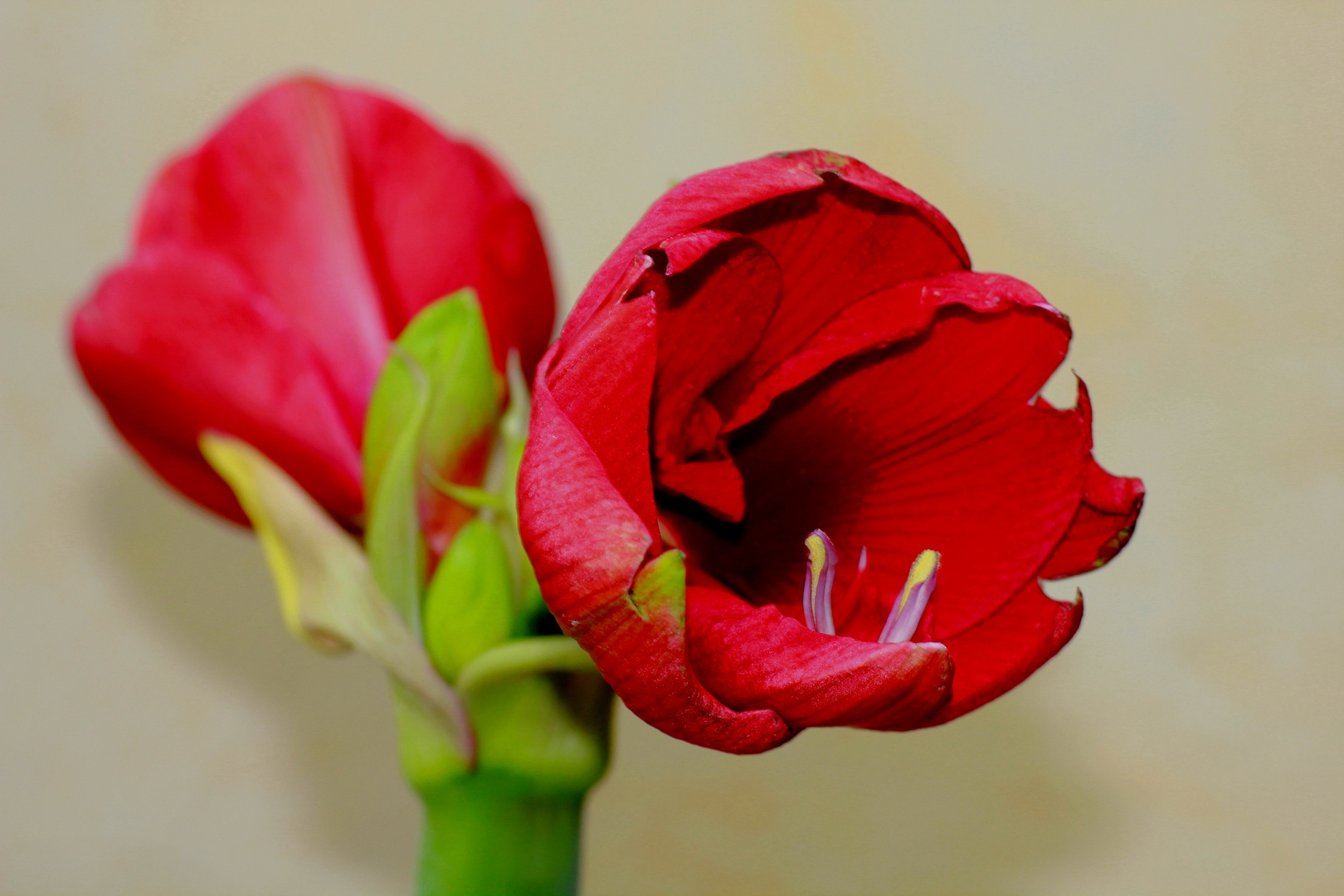 Rote Amaryllis