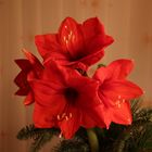 Rote Amaryllis