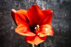 Rote Amaryllis