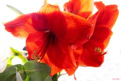 Rote Amaryllis