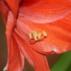 rote Amaryllis