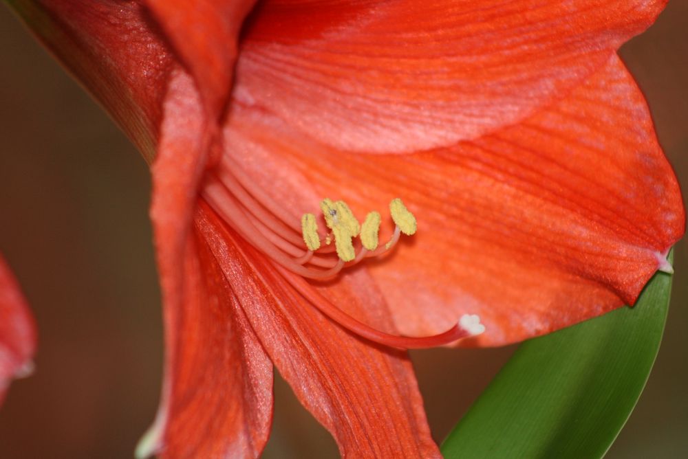 rote Amaryllis