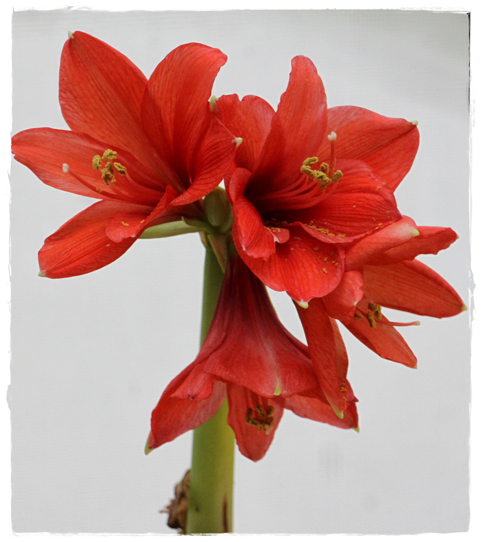 Rote Amaryllis