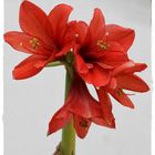 Rote Amaryllis