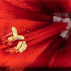 Rote Amaryllis