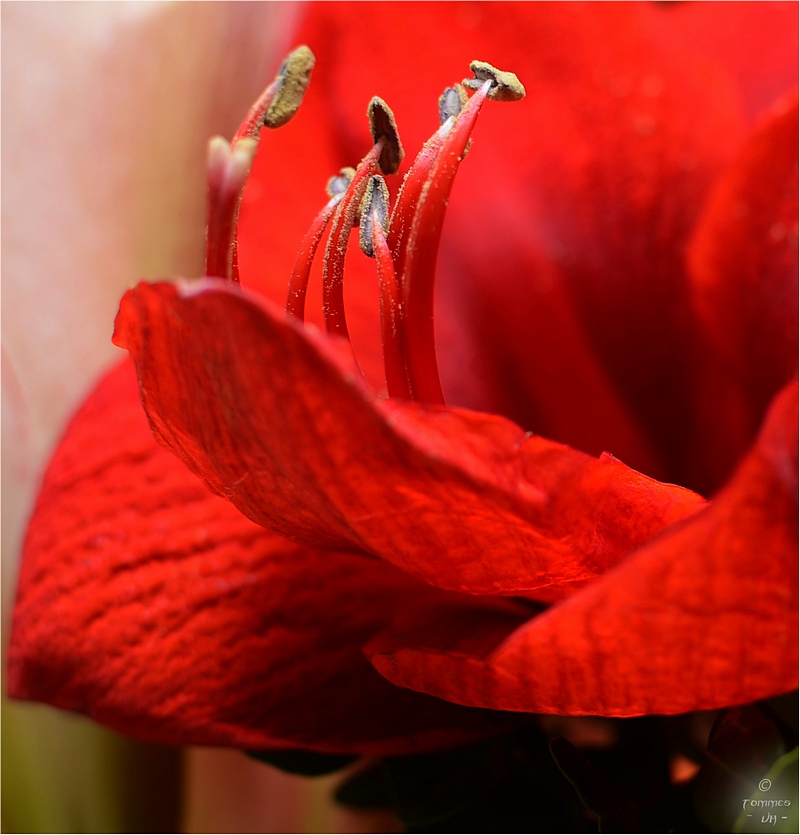 ~ Rote Amaryllis ~