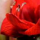 ~ Rote Amaryllis ~