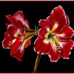 Rote Amaryllis