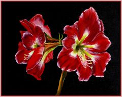 Rote Amaryllis