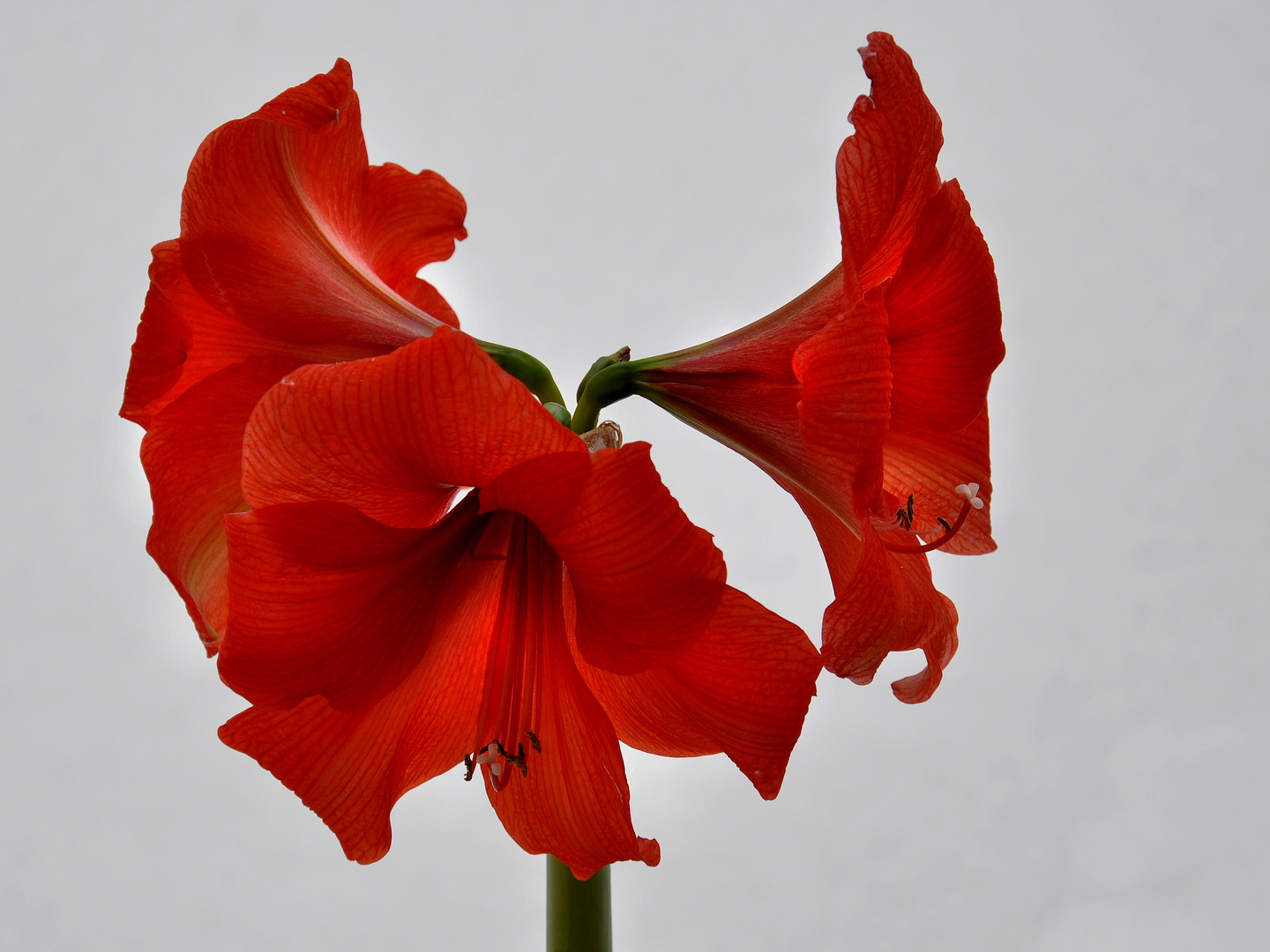 rote Amaryllis