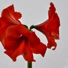 rote Amaryllis