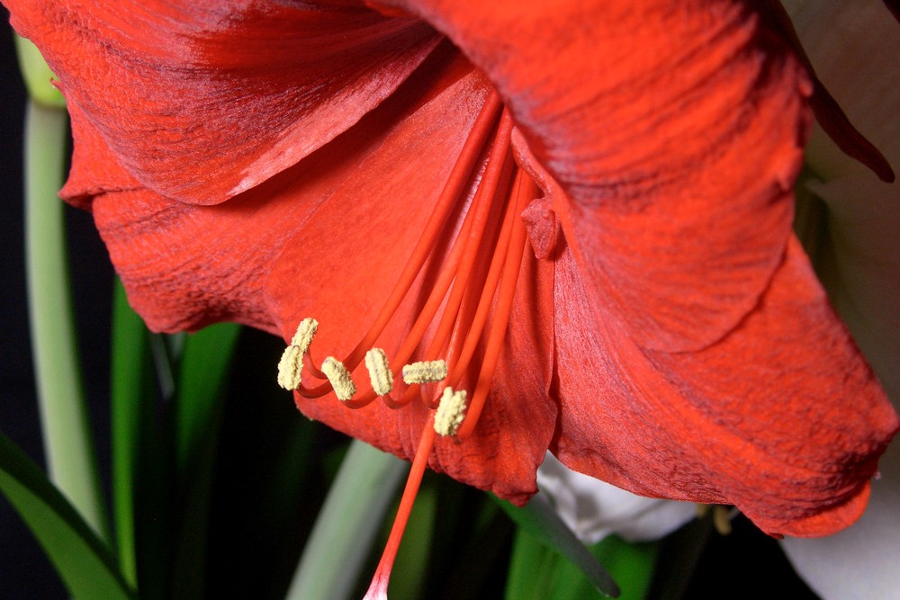 Rote Amaryllis