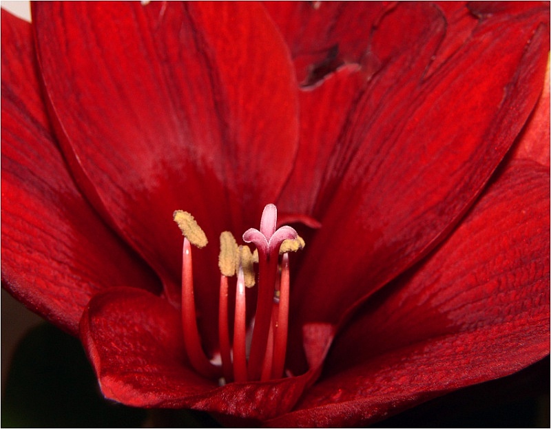 Rote Amaryllis