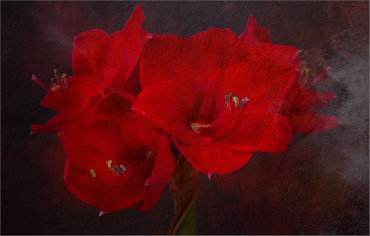 ~~Rote Amaryllis~~