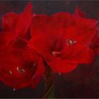 ~~Rote Amaryllis~~