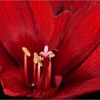 Rote Amaryllis (überarbeitet)