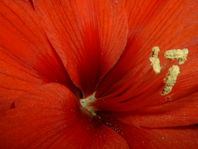 rote Amaryllis2