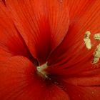 rote Amaryllis2