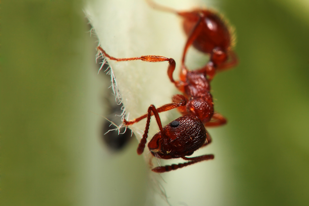 Rote Ameise Foto & Bild tiere, wildlife, insekten Bilder auf