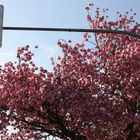 rote Ampel vor Zierkirsche