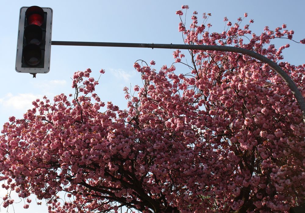 rote Ampel vor Zierkirsche