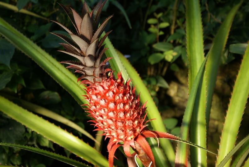 Rote Ananas