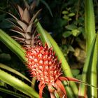 Rote Ananas