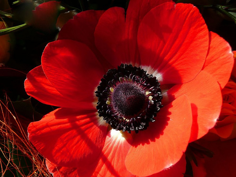 rote Anemone