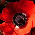 rote Anemone