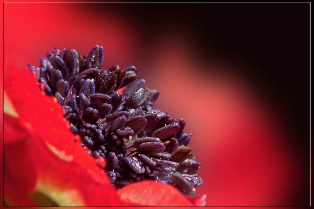 ~ rote Anemone ~