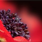 ~ rote Anemone ~