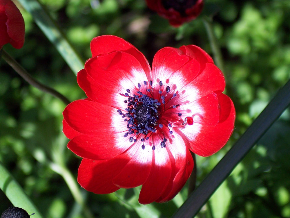 Rote Anemone