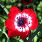 Rote Anemone