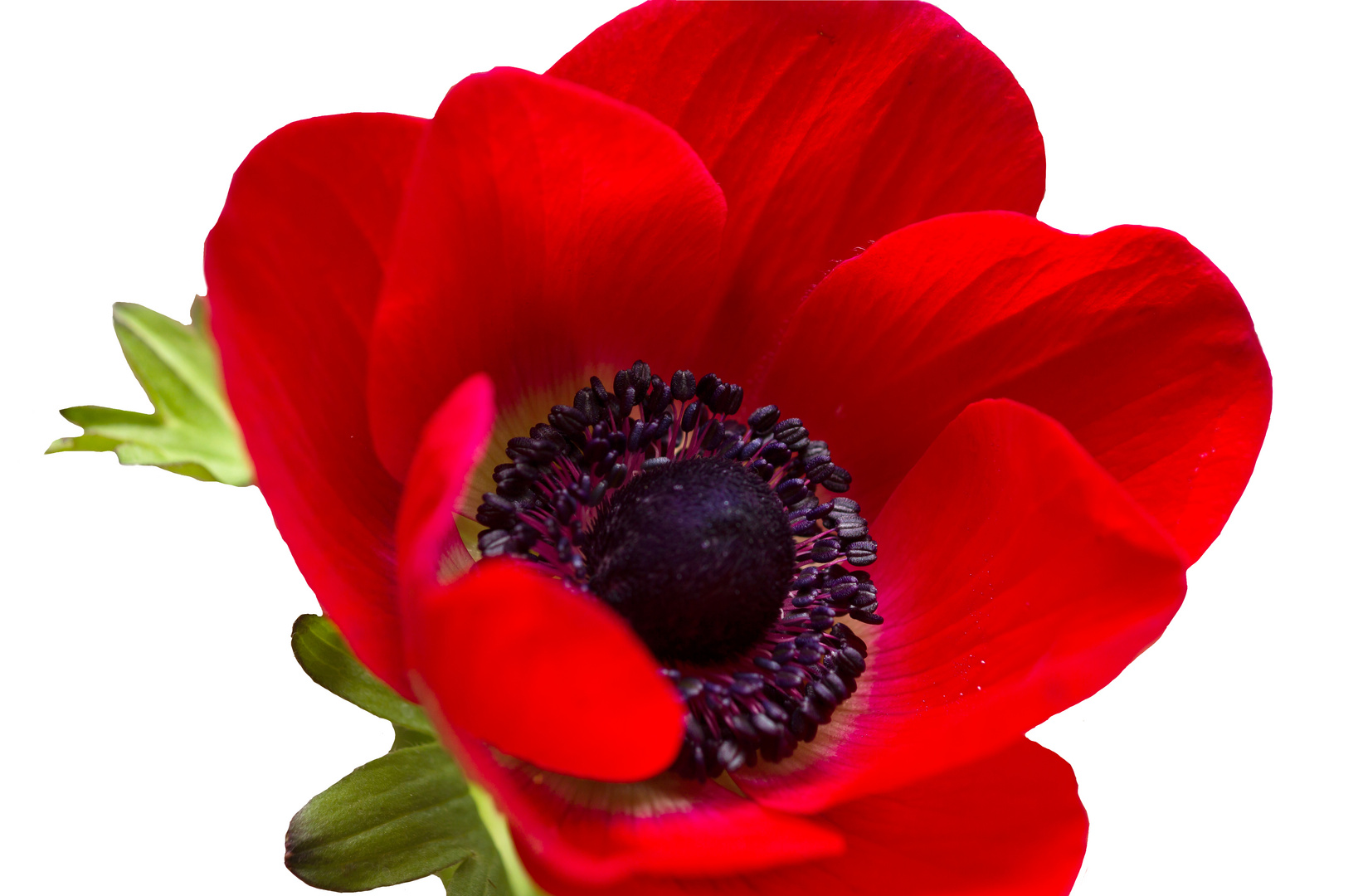 Rote Anemone