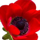 Rote Anemone