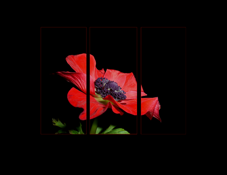 Rote Anemone