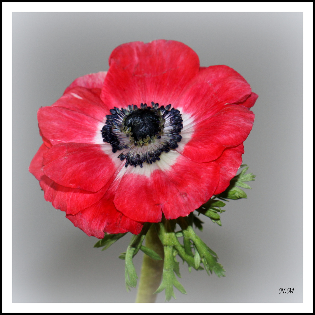 Rote Anemone