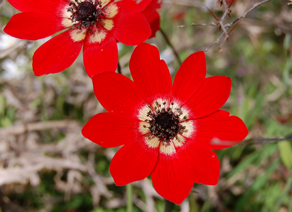 Rote Anemone