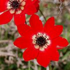 Rote Anemone