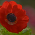 rote Anemone