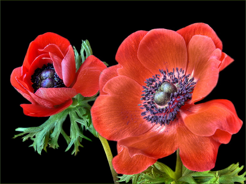 Rote Anemone coronaria 