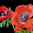 Rote Anemone coronaria 