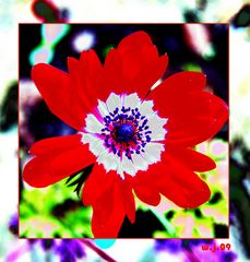 Rote Anemone