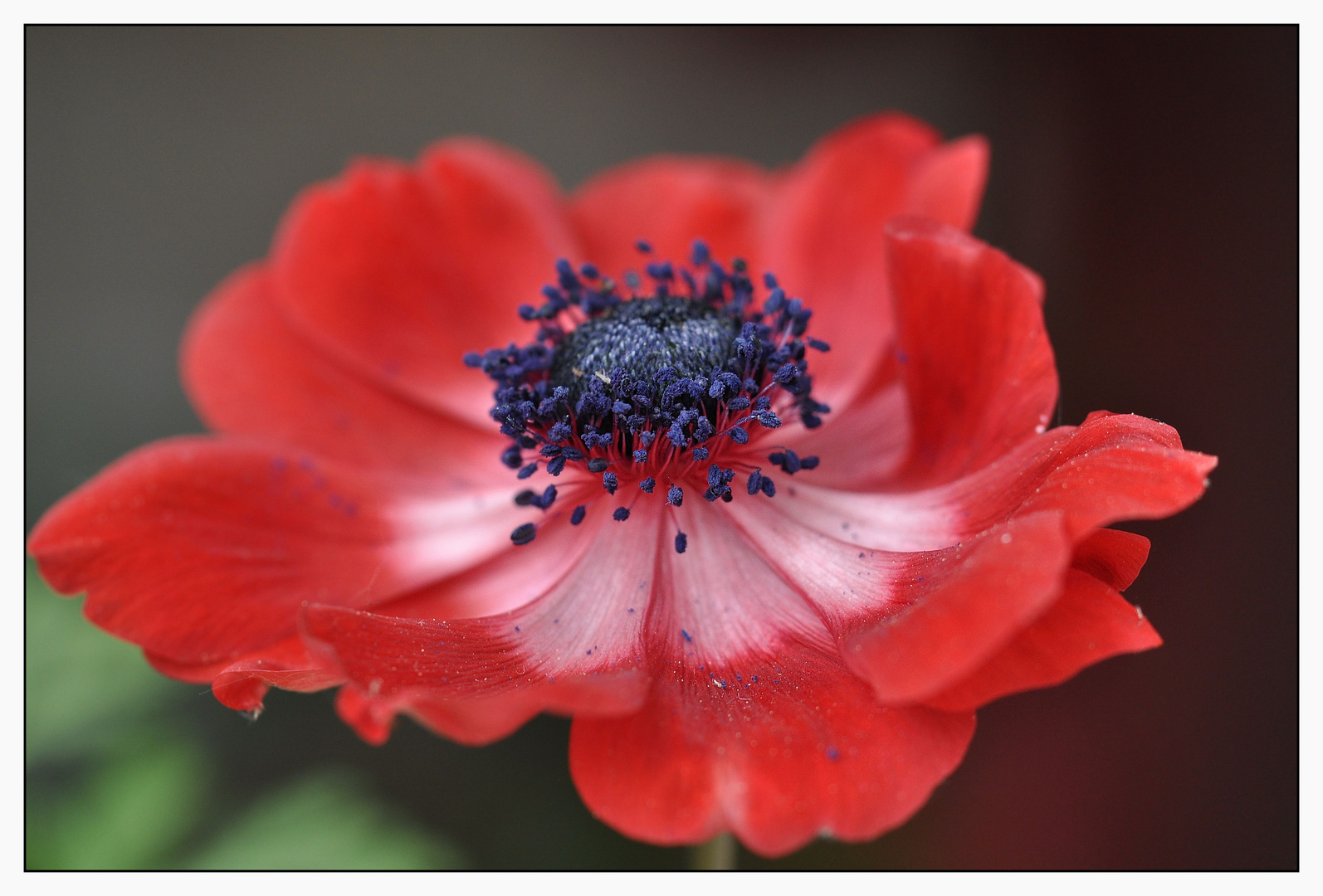 rote Anemone de Caen