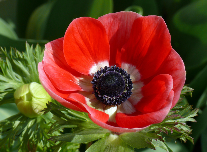 Rote Anemone