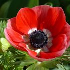 Rote Anemone