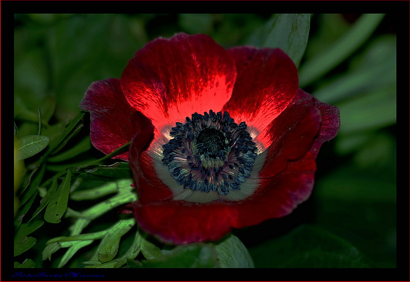 Rote Anemone*