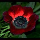 Rote Anemone*