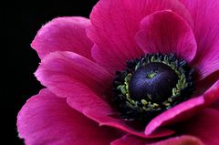 rote Anemone - Farbe